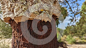 A cork oak tree in Portugal Quercus Suber photo