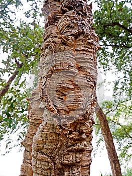 Cork oak tree, Quercus Suber