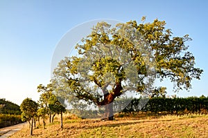 Cork oak tree Quercus suber in evening sun, Alentejo Portugal