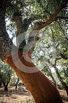 Cork oak tree in Sardinia