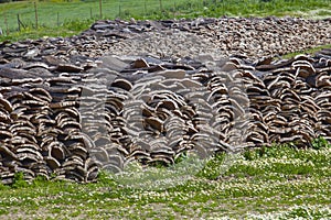 Cork from oak trees in Alcornocales Natural Park, Cadiz, Spain photo