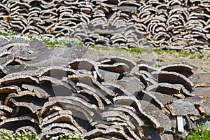 Cork from oak trees in Alcornocales Natural Park, Cadiz, Spain photo