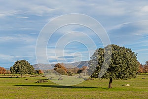 Cork oak trees in Extremadura photo