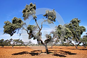 Cork oak trees