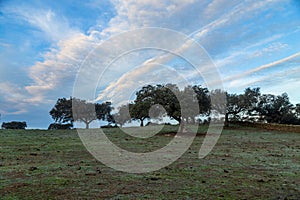 Cork oak trees in the morning