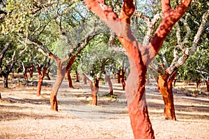 Cork oak trees in Portugal