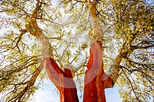 Cork oak trees in Portugal