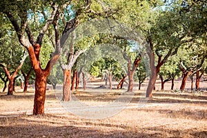 Cork oak trees in Portugal