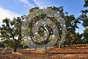 Cork oak trees, Portugal