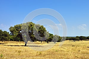 Cork oak trees, Portugal