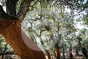 Cork oak trees in Sardinia