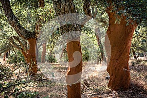 Cork oak trees in Sardinia