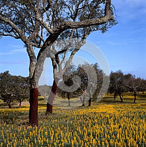 Cork oaks