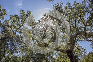 Cork Oaks forest at Cornalvo, Extremadura, Spain