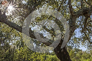 Cork Oaks forest at Cornalvo, Extremadura, Spain