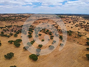 Cork oaks forest field in Alentejo, portugal aerial shot