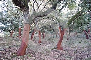 Cork oaks, cork-producing trees, CÃÂ¡diz, Southern Spain photo