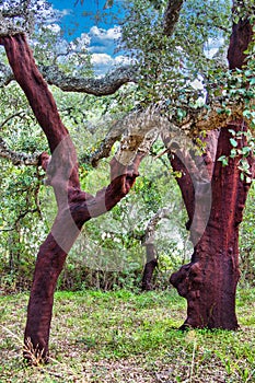Cork oaks (Quercus suber) in the Algarve, Portugal.