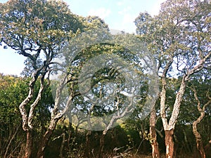 Cork oaks in Sardinia