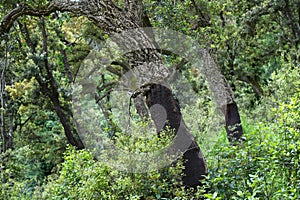 Cork oaks in Sardinia, Italy