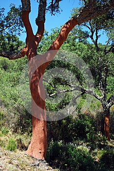 Cork oaks with stripped bark, Sierra de los Alcornocales, Spain. photo