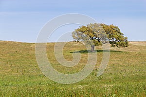 Cork tree alone in a farm field in Vale Seco, Santiago do Cacem photo