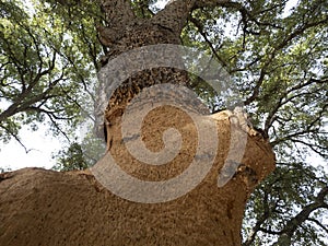 Cork tree bark detail close up Sardinia