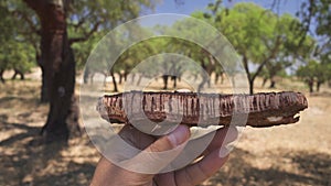 Cork tree bark in man\'s hand closeup.