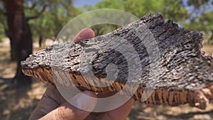 Cork tree bark in man\'s hand closeup.