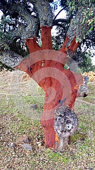 Cork tree with bark removed revealing red trunk underneath