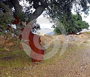 Cork tree with bark removed revealing red trunk underneath