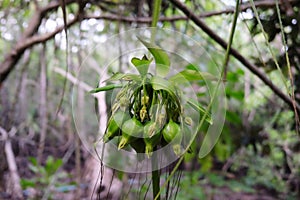 Cork tree buds fruit Thai herb in Crabapple Mangrove of Mangrove Forest in Thailand