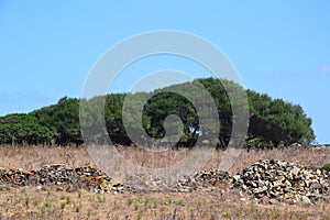 Cork tree countryside