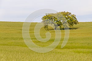 Cork tree in the field in Santiago do Cacem