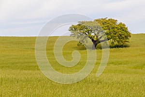 Cork tree in the field in Santiago do Cacem photo