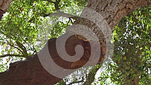 Cork tree garden (cork oak) is a long-standing business in parts of Portugal.