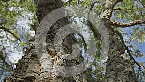 Cork tree garden (cork oak) is a long-standing business in parts of Portugal.