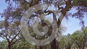 Cork tree garden (cork oak) is a long-standing business in parts of Portugal.