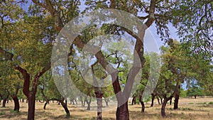 Cork tree garden (cork oak) is a long-standing business in parts of Portugal.