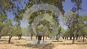 Cork tree garden (cork oak) is a long-standing business in parts of Portugal.