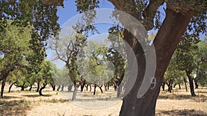 Cork tree garden (cork oak) is a long-standing business in parts of Portugal.