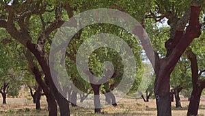 In the cork tree garden (cork oak) . Portugal.