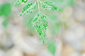 Cork tree, Indian cork tree or Millingtonia hortensis Linn or BIGNONIACEAE and dew drop