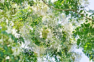 Cork tree, Indian cork tree or Millingtonia hortensis Linn or BIGNONIACEAE flower or white flower and sky