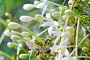 Cork tree, Indian cork tree or Millingtonia hortensis Linn or BIGNONIACEAE or white flower