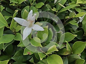 Cork Tree or Millingtonia hortensis fall on leaves green bush