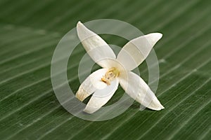 Cork tree or millingtonia hortensis flowers on banana green leaf background