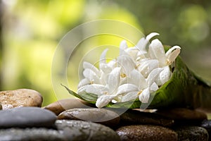 Cork tree or millingtonia hortensis flowers on nature background