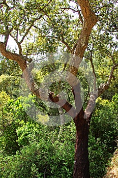Cork tree at Natural Park of Serra de Ossa, Alentejo photo