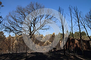 Cork tree, pine trees and an old shed burnt to the ground - Pedrogao Grande photo